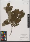 Foto von Salix appendiculata Vill.